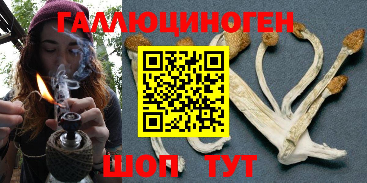 Галлюциногенные грибы Psilocybine cubensis Шарыпово